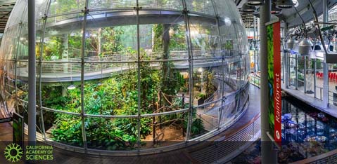 A panoramic view inside the California Academy of Sciences, showcasing a large, spherical rainforest exhibit. The transparent structure is home to lush greenery with walkways for visitors. To the right, an open, modern area with exhibits, signage, and a ceiling with intricate structural design is visible.