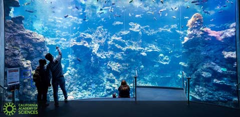 Visitors at an aquarium with a large, vibrant marine exhibit. People are silhouetted against the glowing blue water, observing numerous fish and marine life. The space appears tranquil and immersive. The exhibit is labeled as part of the California Academy of Sciences.