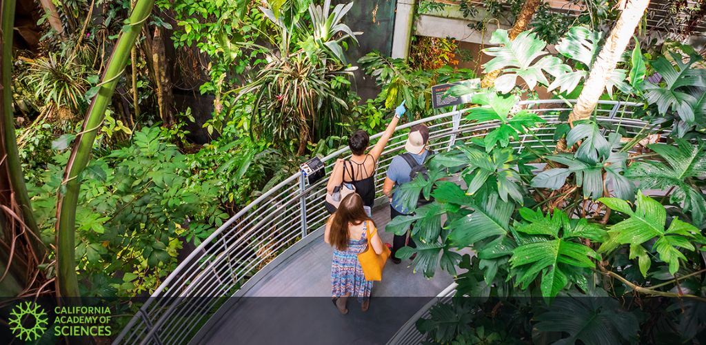 Visitors explore a lush indoor rainforest along a curved metal walkway. The pathway, surrounded by verdant tropical plants and trees, creates an immersive experience. Bright daylight filters through the canopy above, highlighting the greenery and the explorative ambiance.