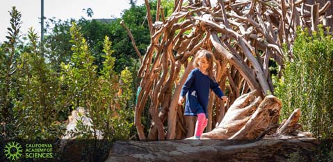 A young child explores a naturalistic play area featuring an intricately woven wooden structure at the California Academy of Sciences. Surrounded by lush greenery, the child is stepping across a log, engaging with the environment. The atmosphere is one of curiosity and outdoor adventure.