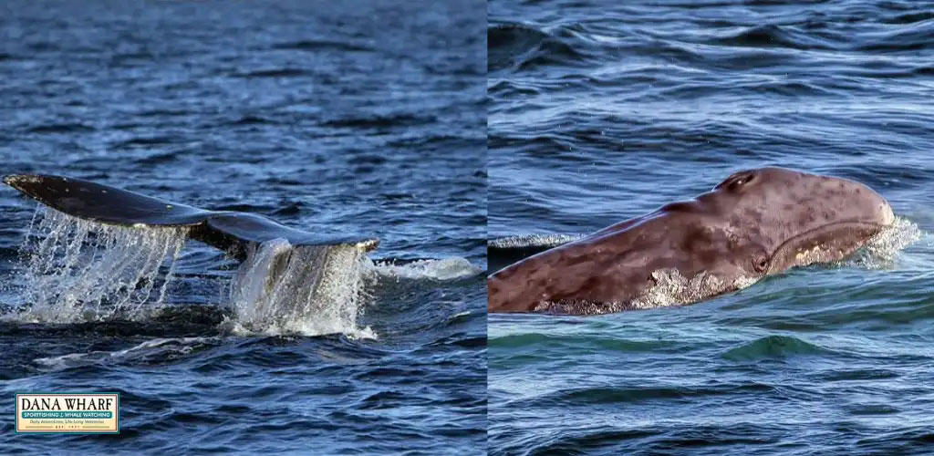 This image is a split-view showing two different aspects of a whale in its natural ocean habitat. On the left side of the image, the tail of the whale is captured mid-motion as it dives into the deep blue water, creating a dynamic scene with water dripping from its flukes. The right side of the photo features a close-up of the whale's head partially above the surface, providing a detailed look at the creature's skin texture and the serene water surrounding it. The overall scene is lively and serves as an intriguing glimpse into marine life.

At GreatWorkPerks.com, we believe in creating memorable experiences without breaking the bank. Enjoy the splendor of watching majestic whales with the confidence of securing the lowest prices on your tickets.