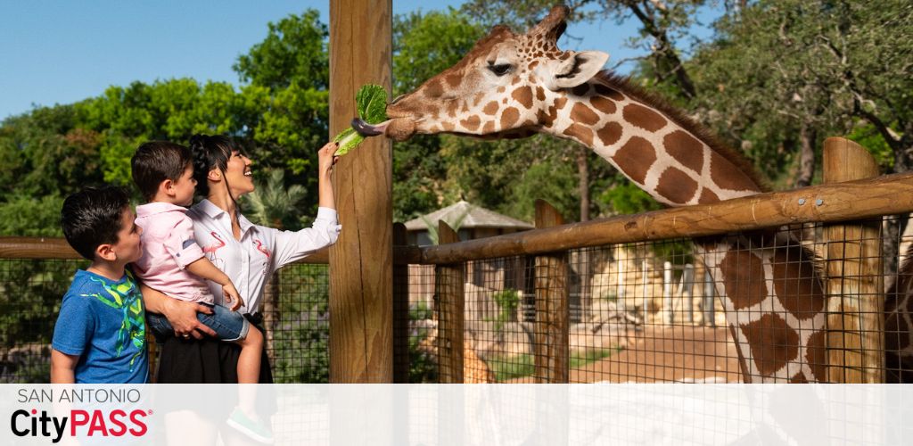 Image shows two children and an adult feeding a giraffe at a zoo. The giraffe reaches over a wooden fence to eat from the adult's hand. Trees and sky form the background. The San Antonio CityPASS logo is in the corner.