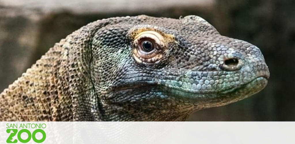 Close-up of a Komodo dragon at the San Antonio Zoo, highlighting the reptile's textured skin and keen eye, with the zoo's logo in the corner.