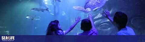 People observing sea life in an aquarium tunnel.