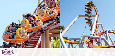 Image showing two scenes from a theme park. On the left, visitors enjoy a ride in orange roller coaster cars, with the Knott's Berry Farm logo on display. On the right, a different white and red roller coaster loops with riders upside down, against a blue sky. Excitement is evident in both thrilling experiences.