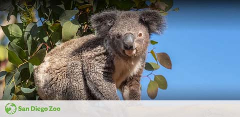 Image of a koala perched on a branch against a blue sky, with eucalyptus leaves around it. The koala is facing the camera with the San Diego Zoo logo in the corner.