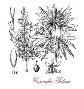 marijuana for recreational use
