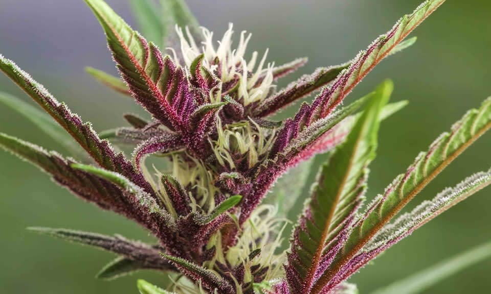 The Secret of Why Some Strains Turn Purple Greeley Gallery