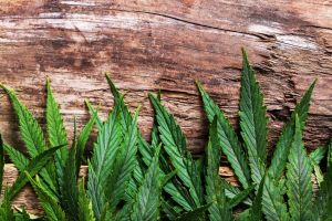 dispensaries in portland oregon