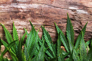 dispensaries in portland oregon