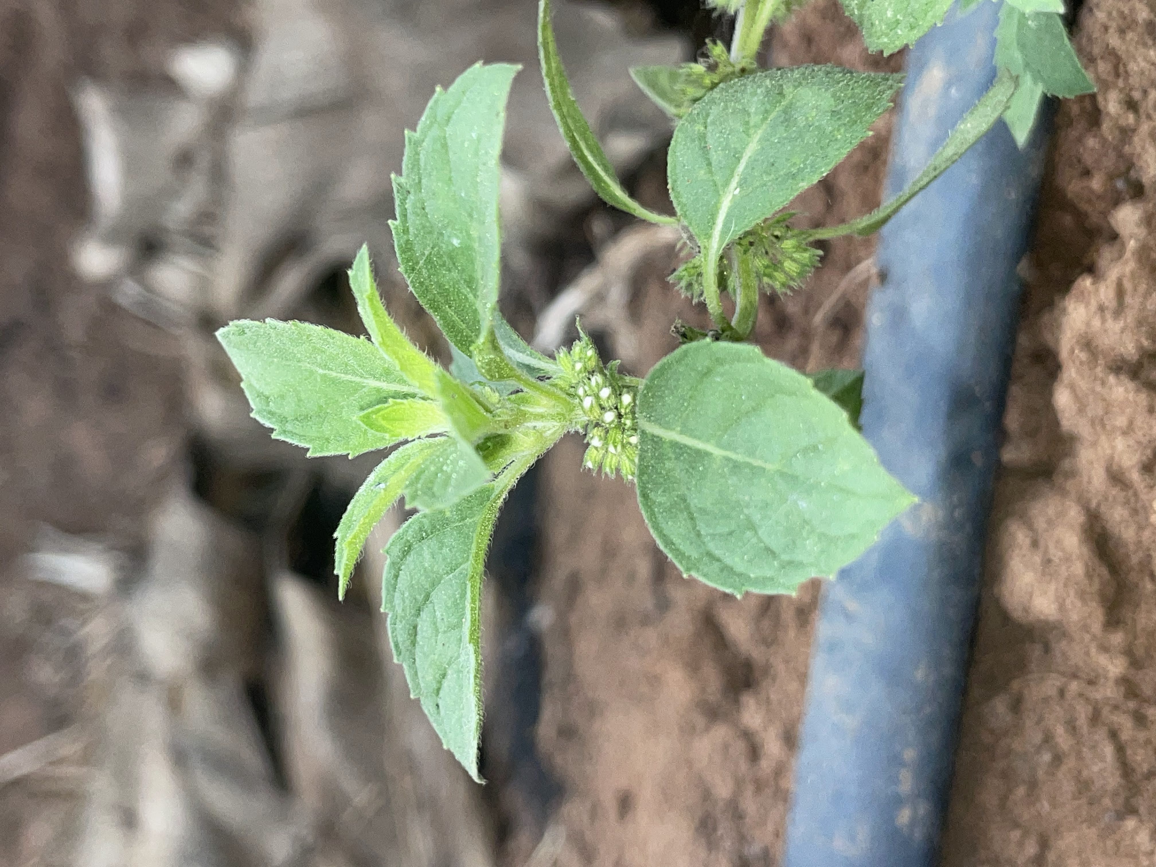 Menthol Mint Seedlings