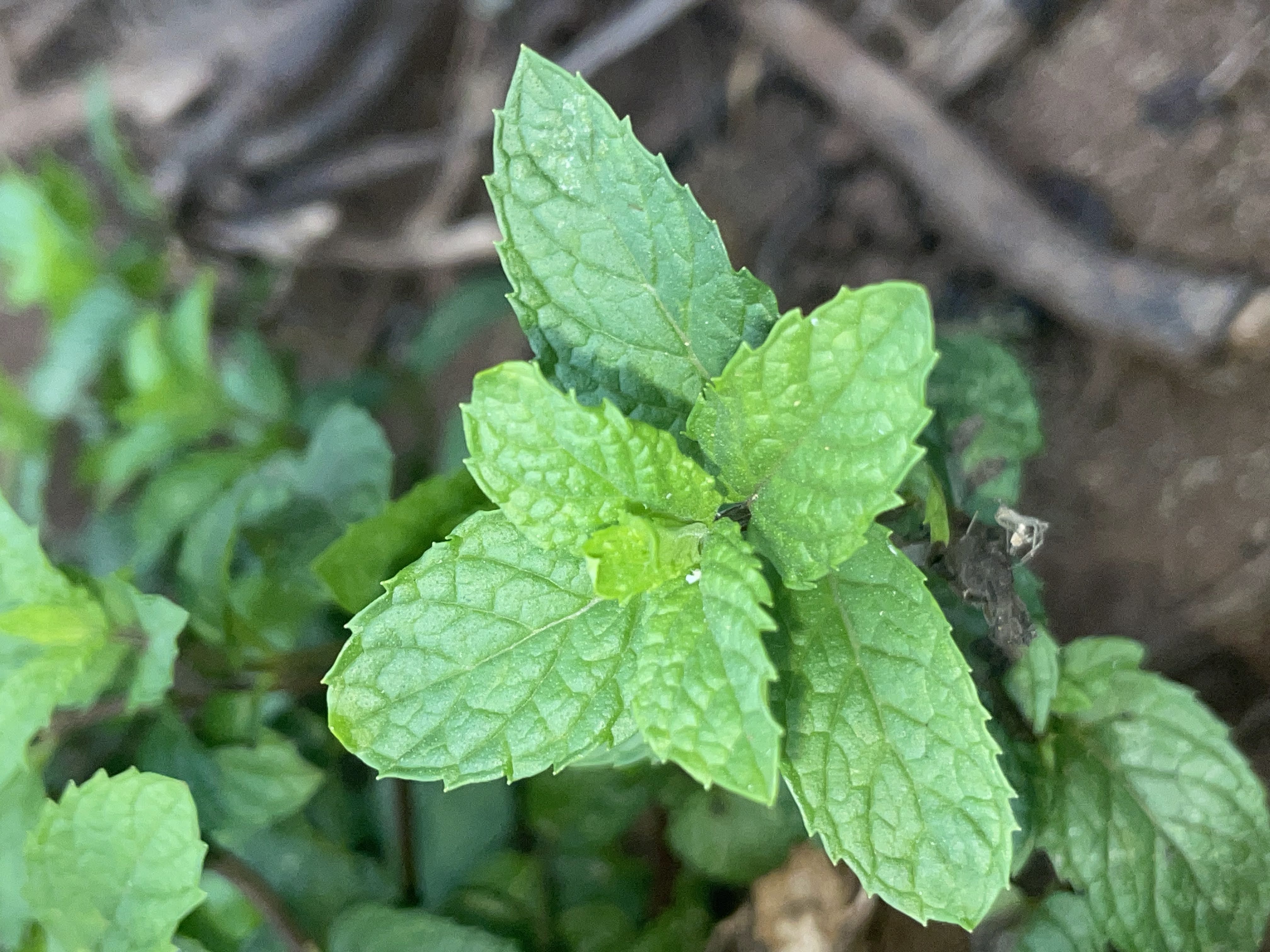 Mint Essential Oil
