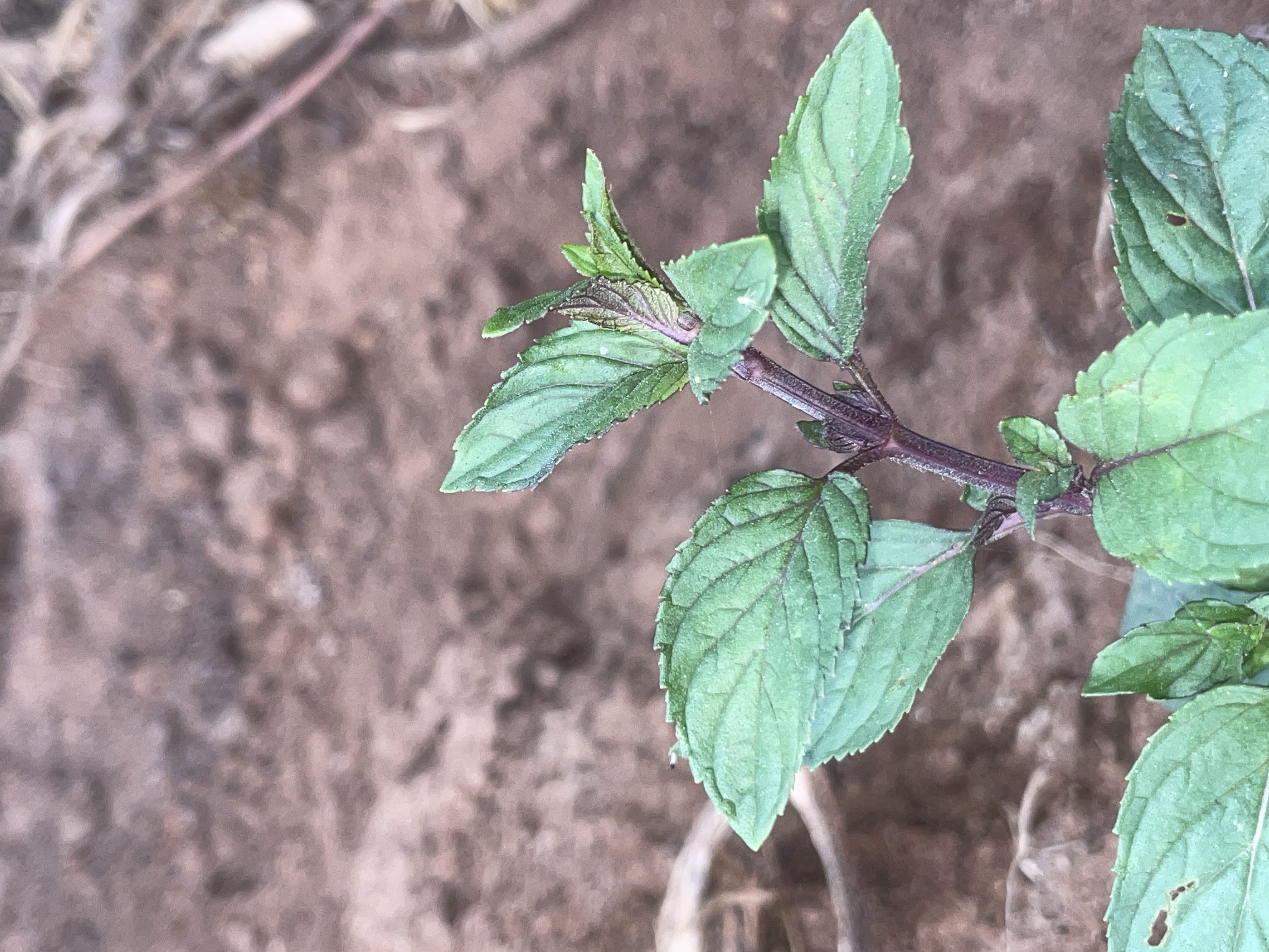 Peppermint Essential Oil