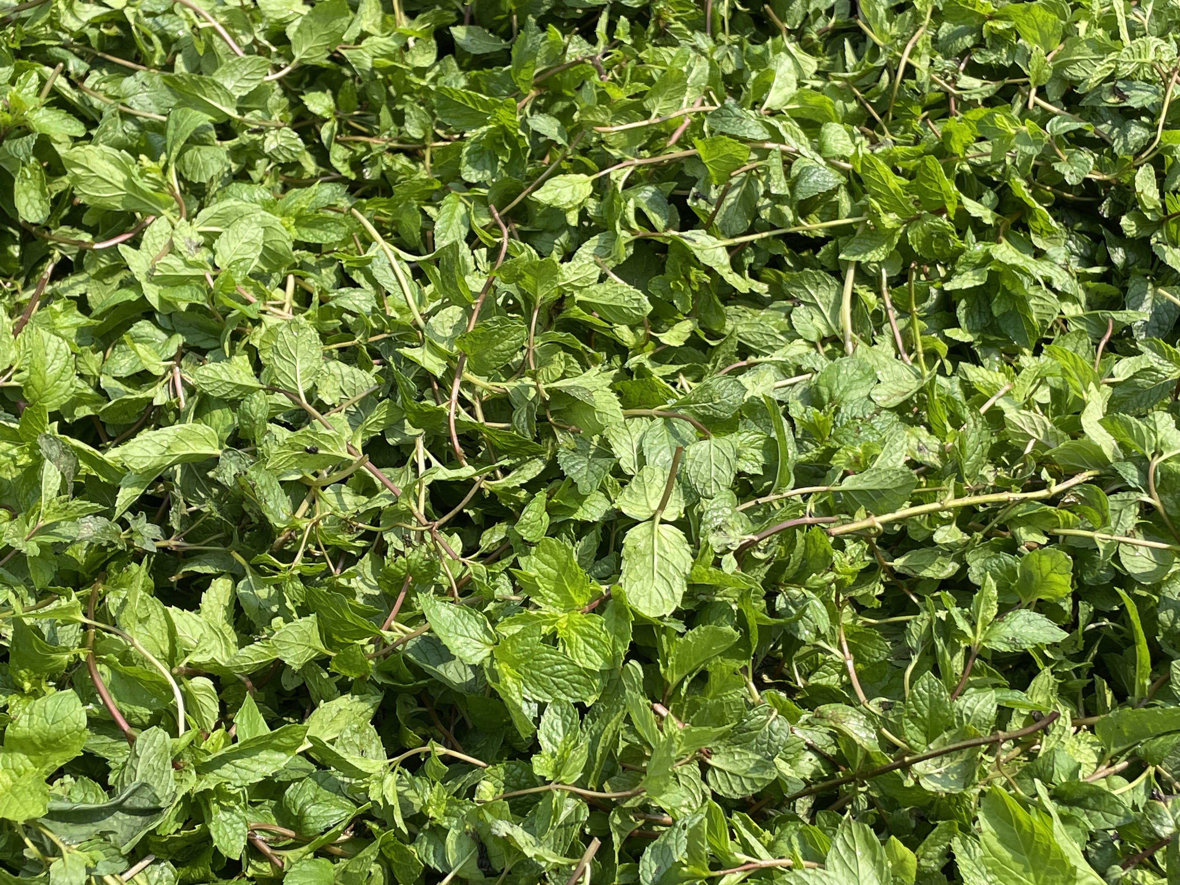 Spearmint Seedlings