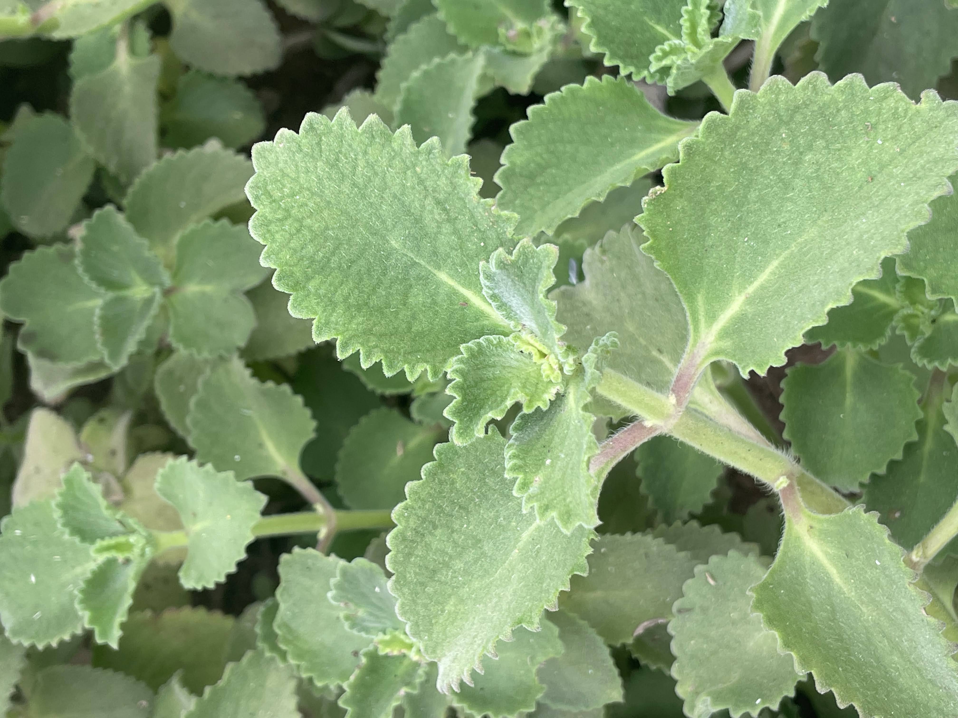 Indian Borage Seedlings