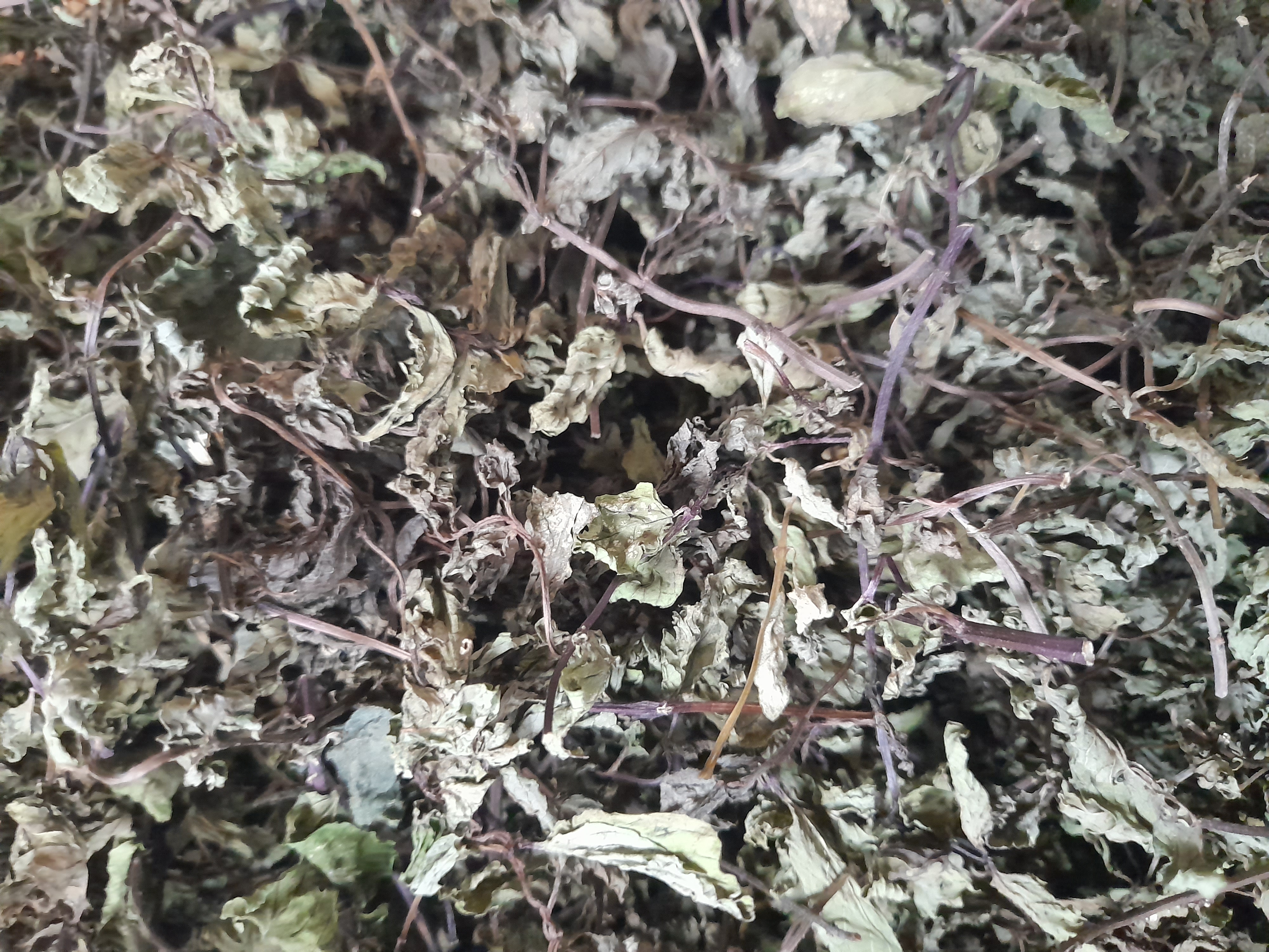 Organic Dried Spearmint Plants