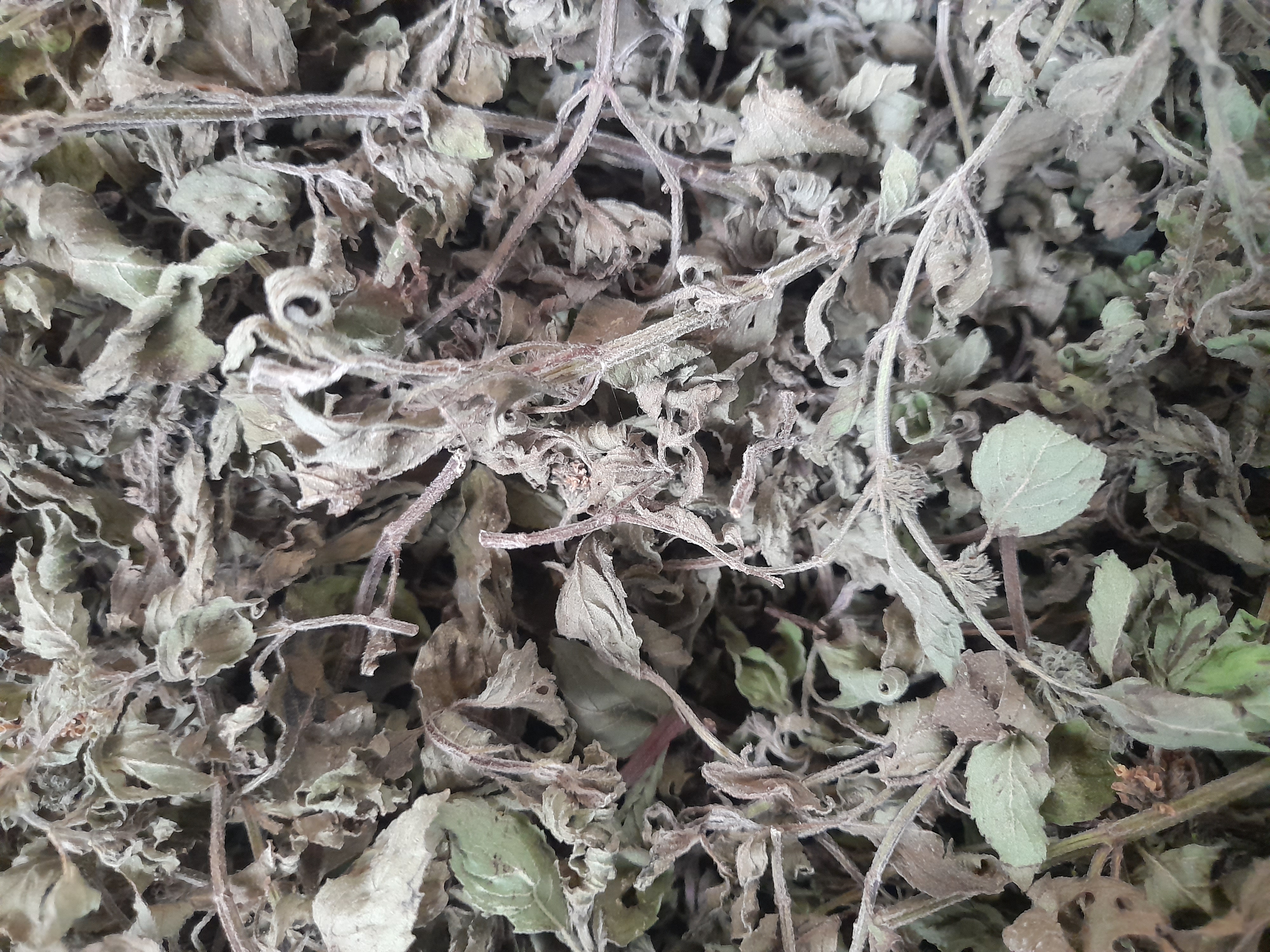 Organic Dried Menthol Mint Plants