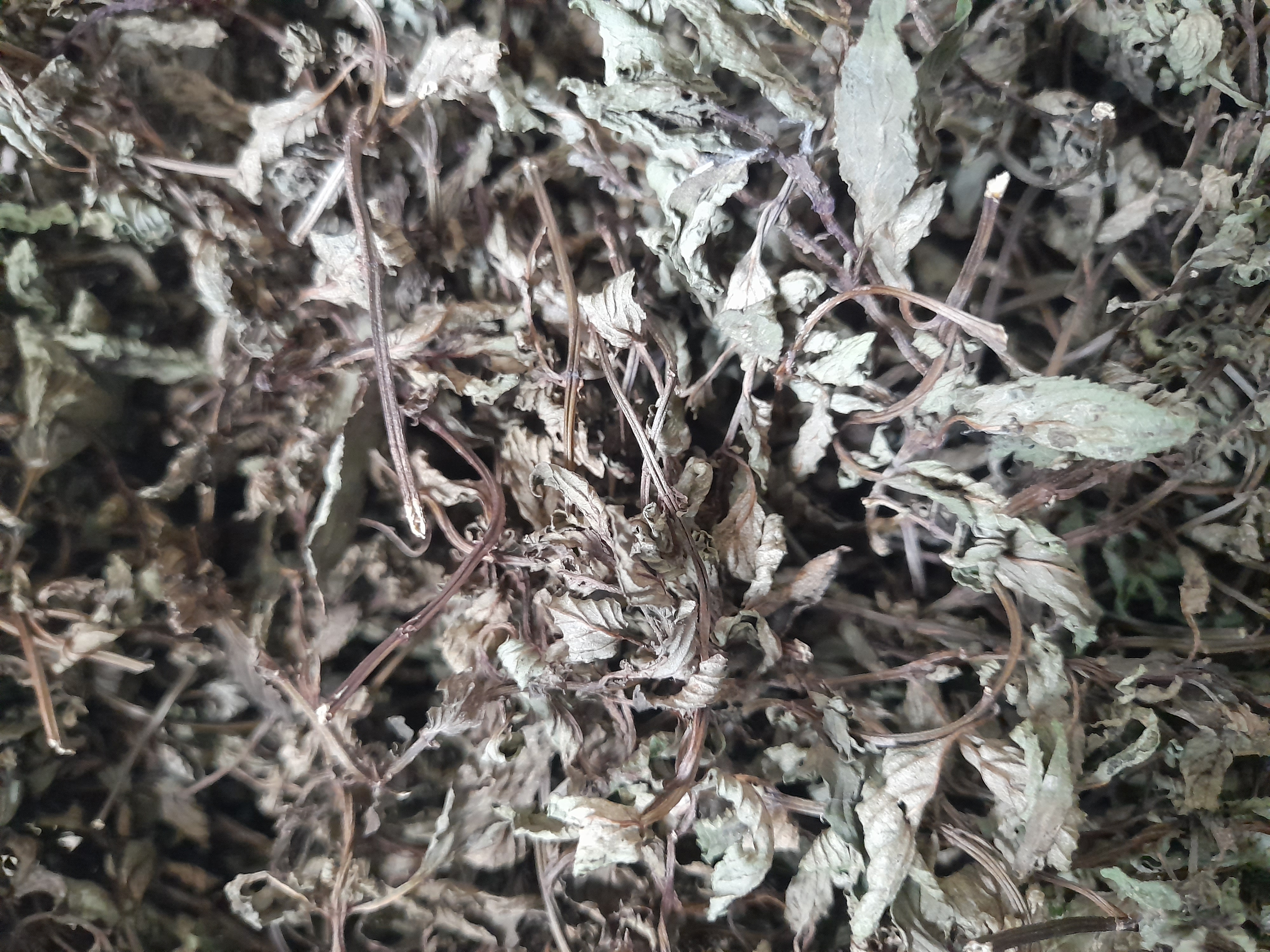 Organic Dried Peppermint Plants