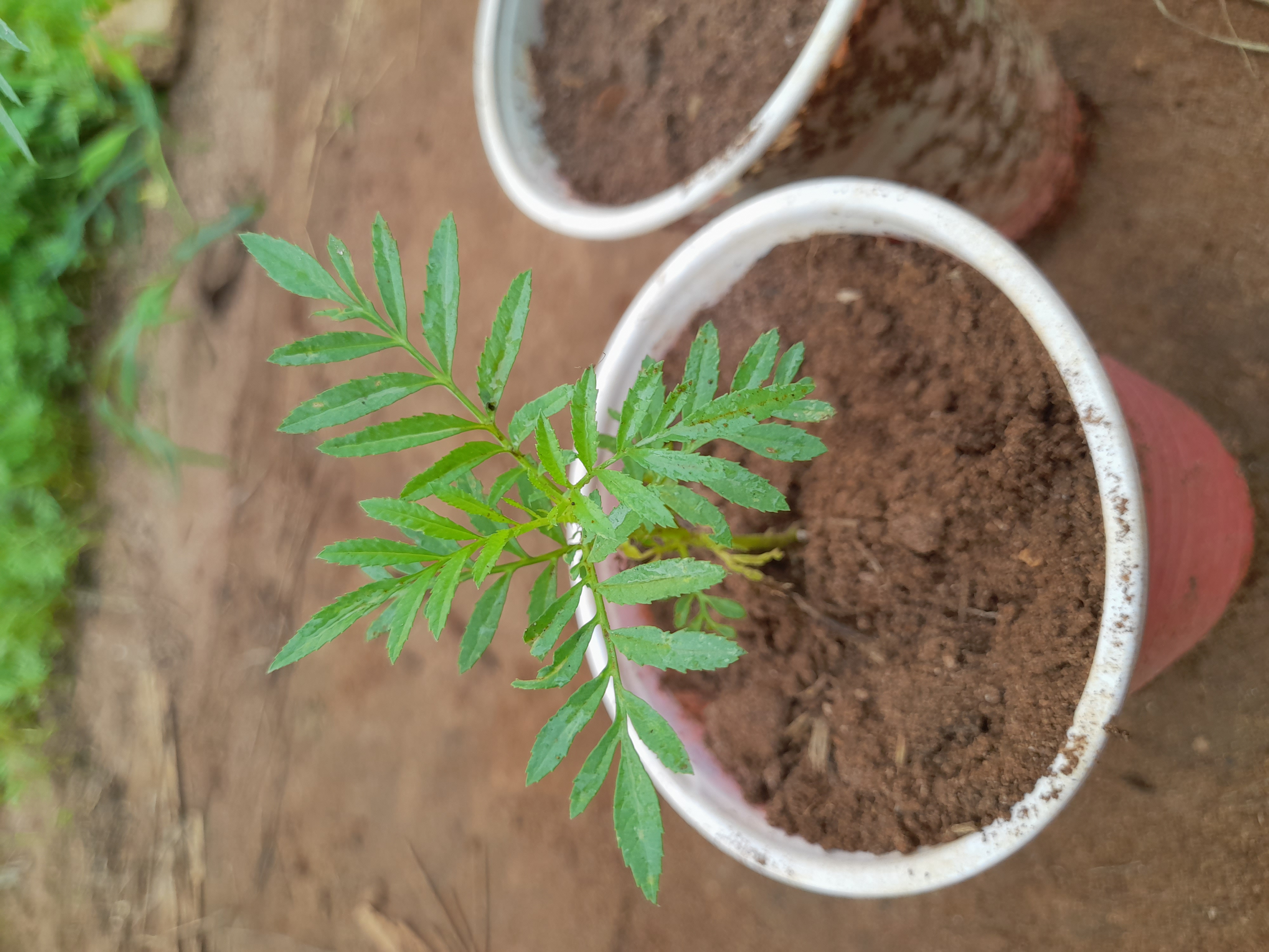 Plant Seedlings