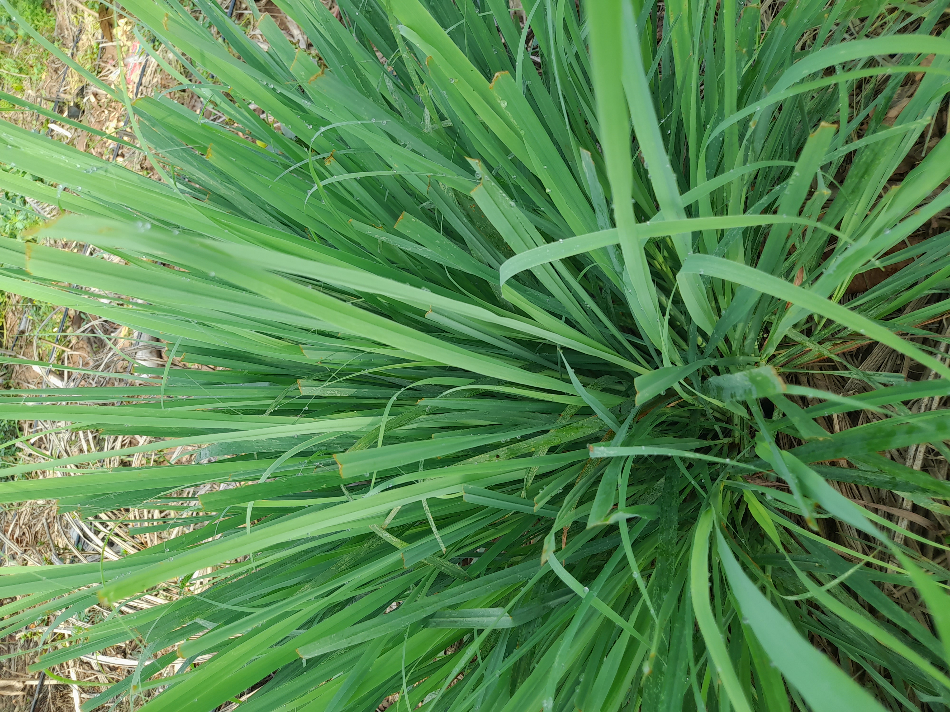 Lemongrass Hydrosol