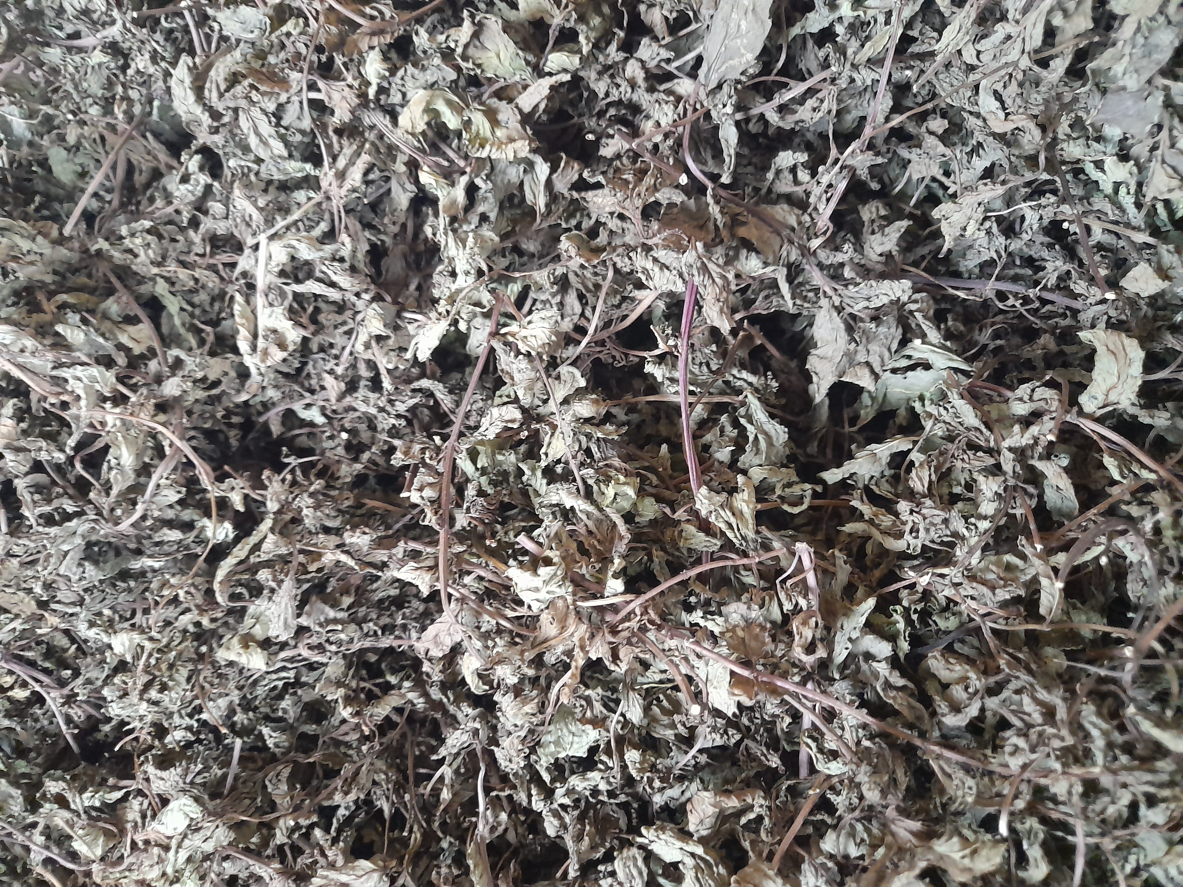 Organic Dried Mint Plants