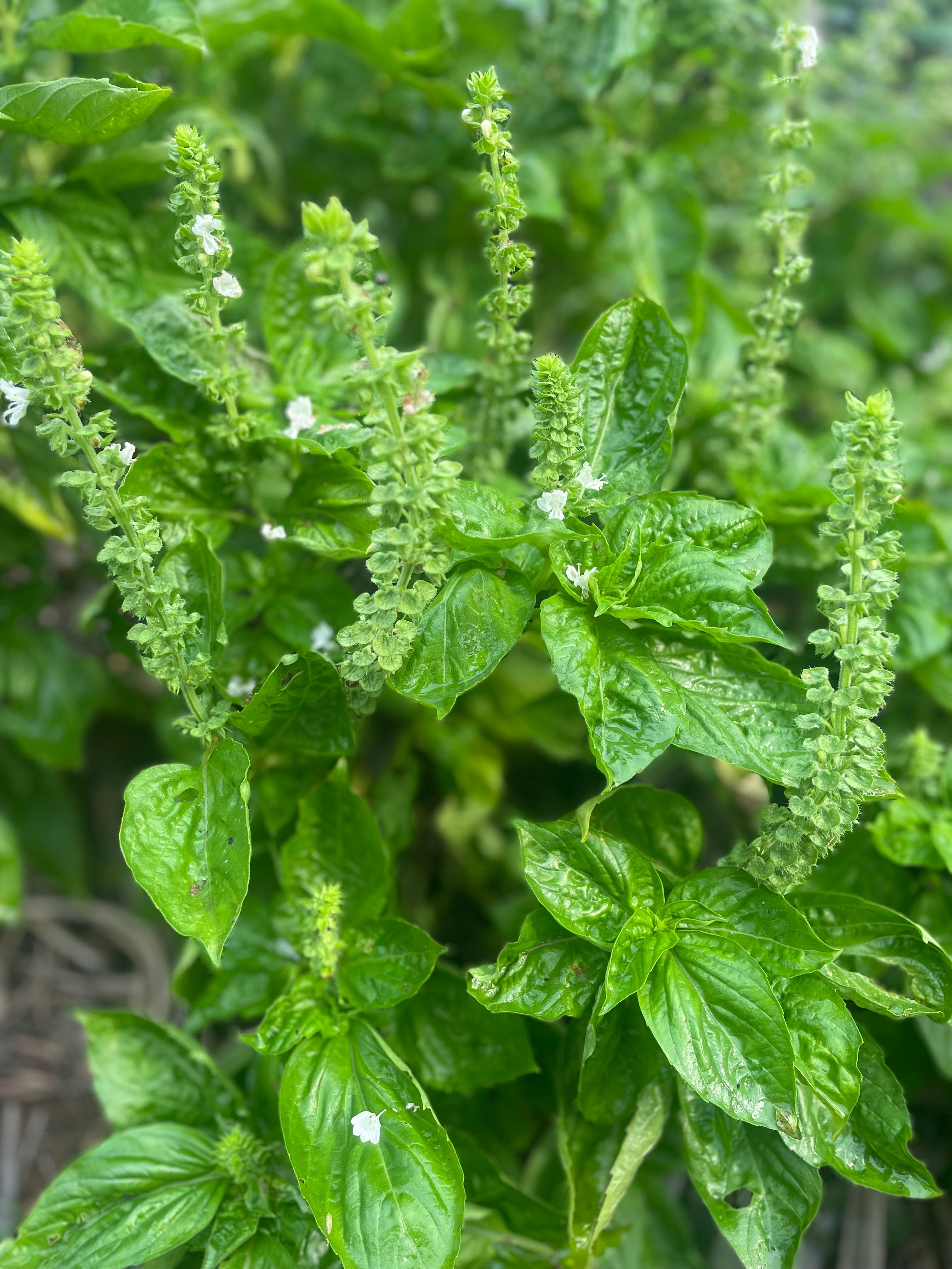 Sweet Basil Hydrosol