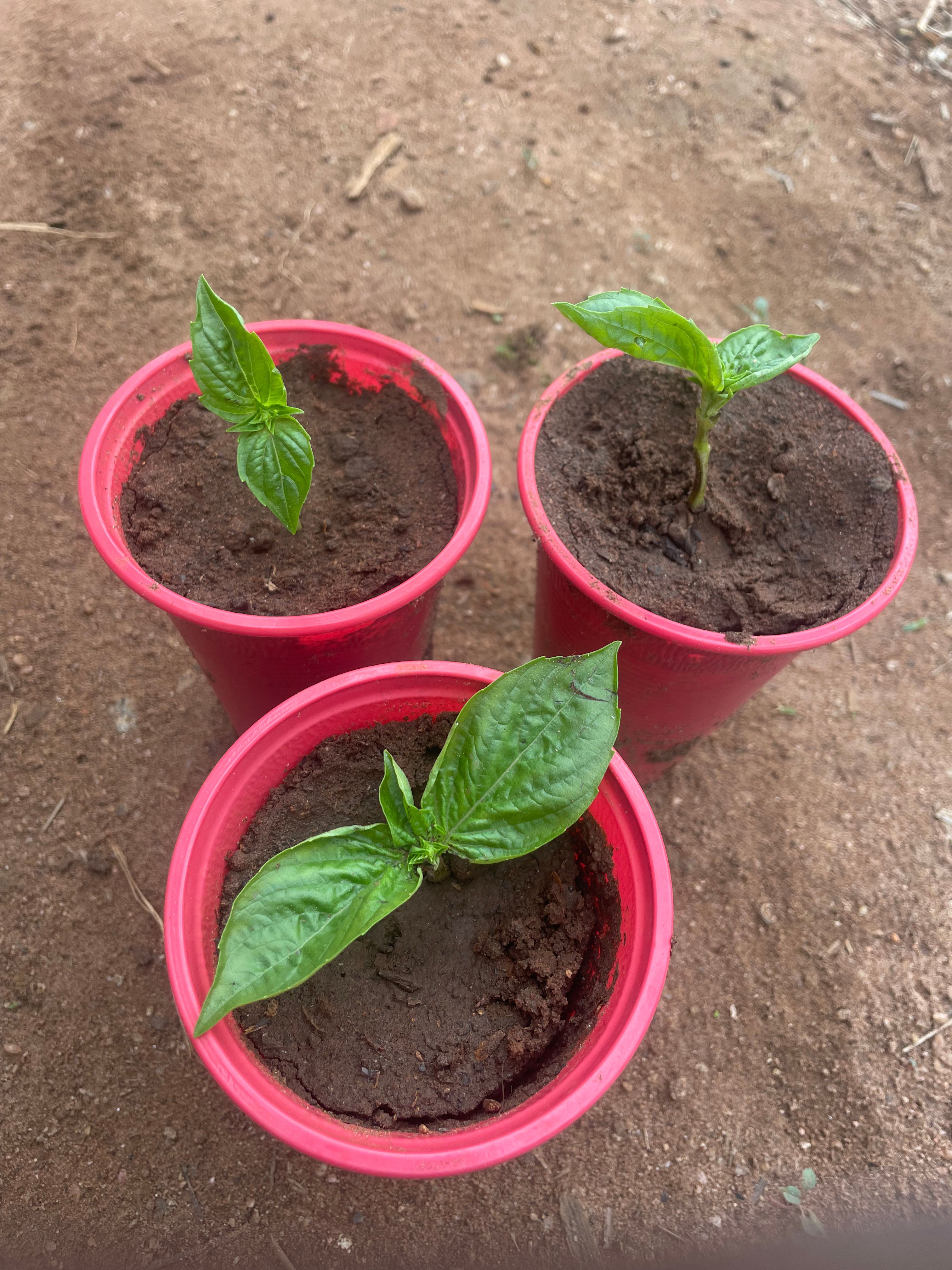 Sweet Basil Seedlings