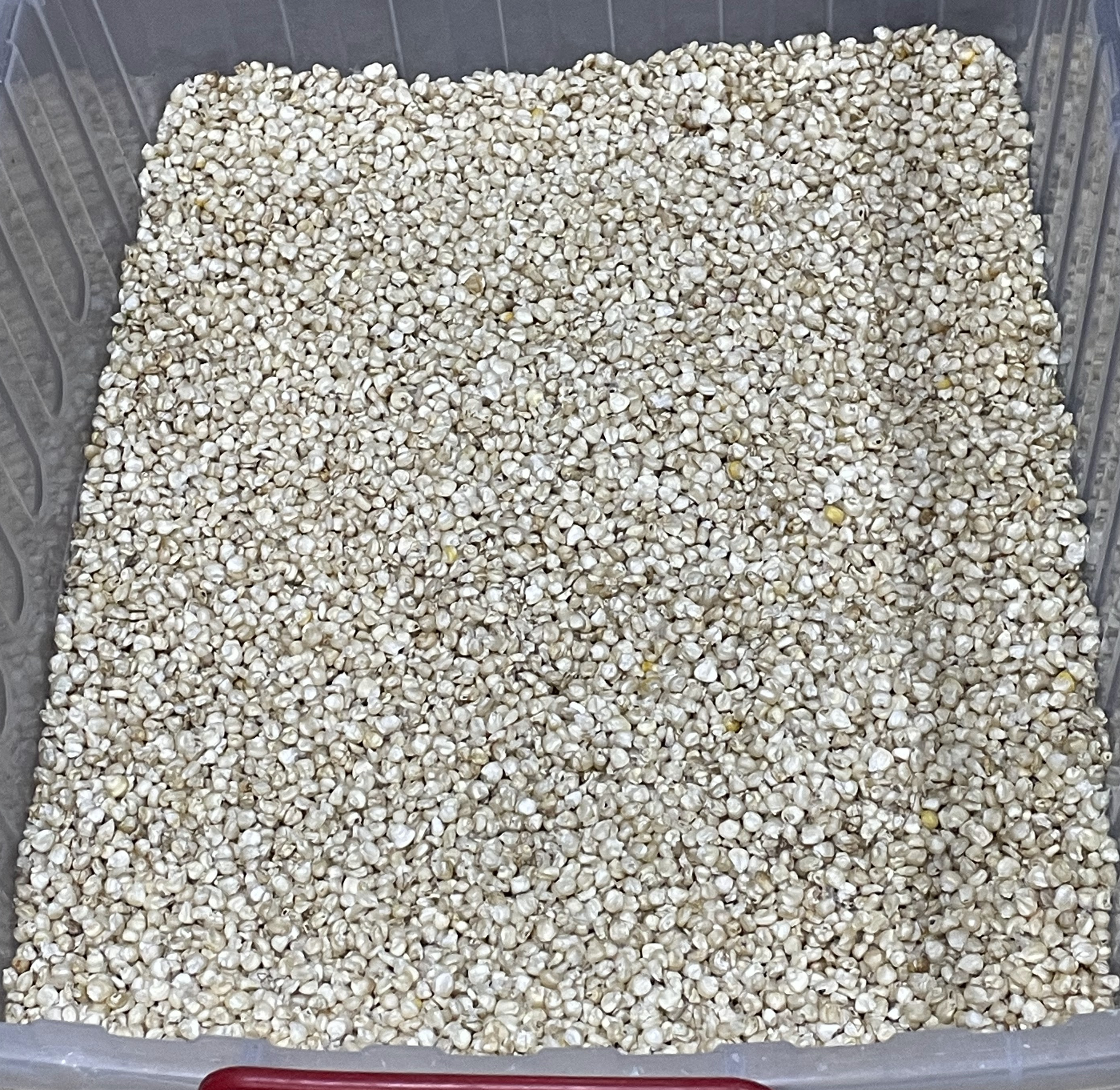 Organic Dried White Corn