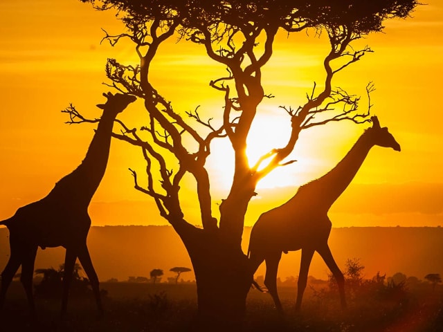 Quick Kenya visa application in Dubai | Green Apple Travel and Tourism - Professional Visa Application Service in UAE