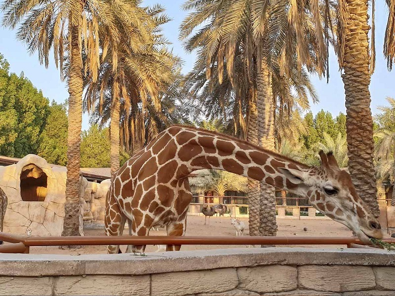 Day 1 - Emirates Park Zoo & Resort Day Trip Itinerary