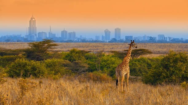 Nairobi Leisure Package - 5D/4N Kenya Tour Package by Green Apple Travel