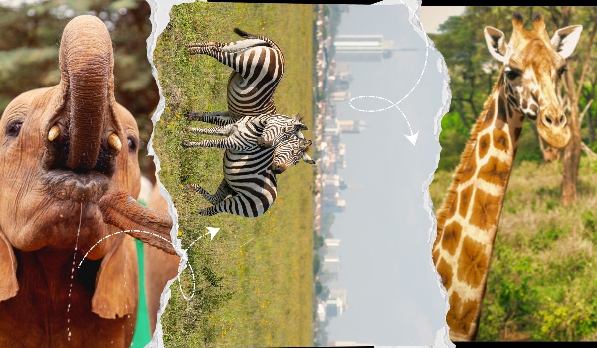 Day 2 - Sharjah to Nairobi Wildlife Experience Itinerary