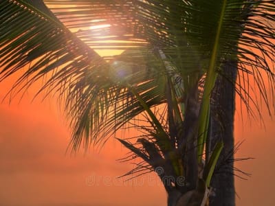 Here’s a romantic Valentine’s holiday trip guide to Mombasa, Kenya — perfect for couples looking for sun, sea, culture, and unforgettable experiences:
Smart Nomad Kenya