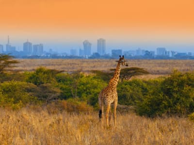 Nairobi Leisure Package