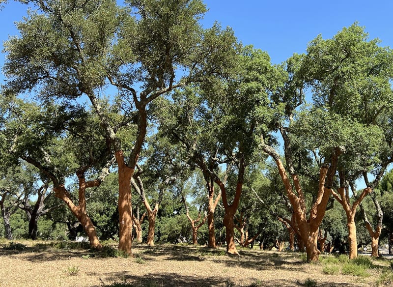 Cork Forest