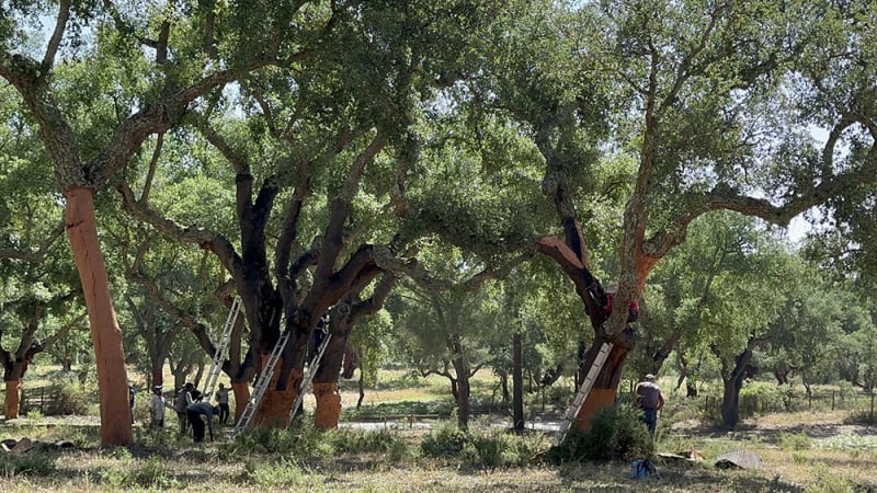 Harvesters in the Cork Forest