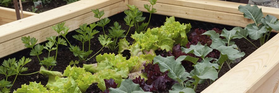 7 Ways To Make Wood Garden Beds Last: Nontoxic Sealer & More