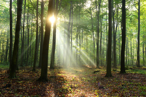 Rays of sunlight glow through a healthy forest canopy