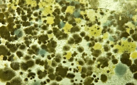 All About Mold