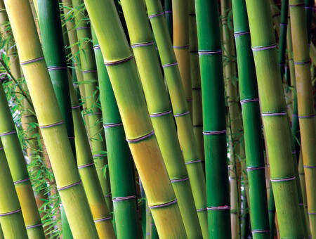 Bamboo vs. Other Building Materials