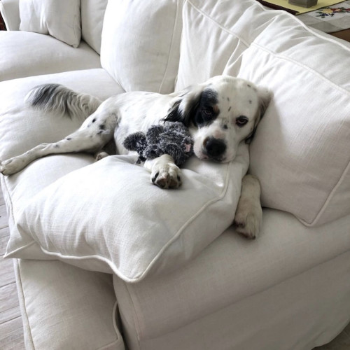 S2116 Natural Greenhouse Fabrics