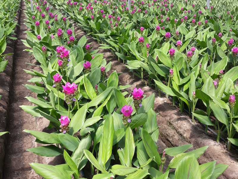 Fiore Di Curcuma Bello Come Un Tulipano E Tutto Da Scoprire