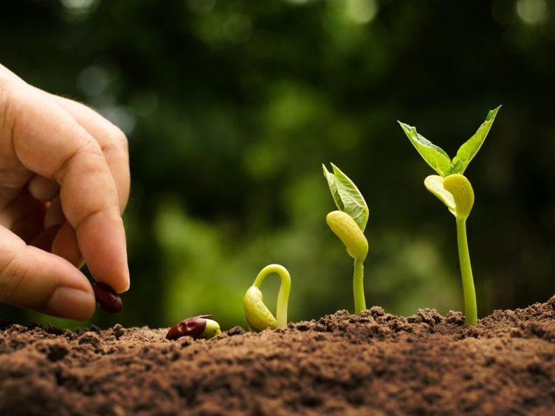 Agricoltura sostenibile: gli ultimi articoli e tutte le informazioni