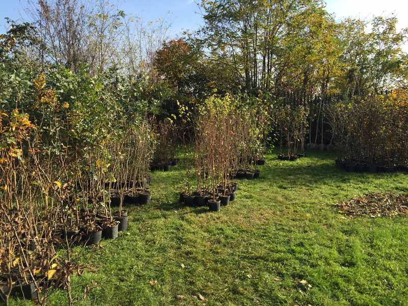 Dopo I Caffe Arriva La Novita Dei Giardini Degli Alberi Sospesi