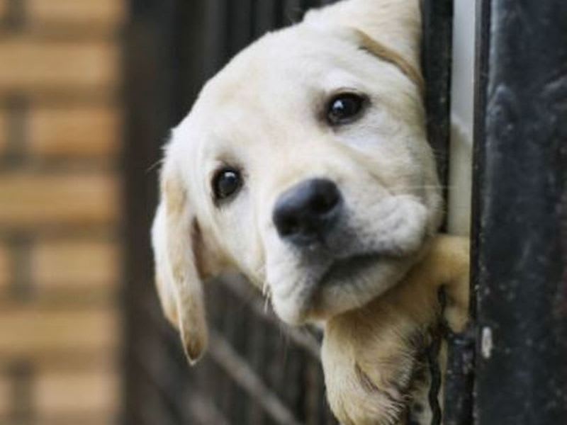 Associazioni Animaliste Rapporto Piu Sano Con Animali E Natura