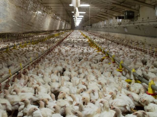 allevamenti-intensivi-polli industria della carne: allevamenti intensivi di polli