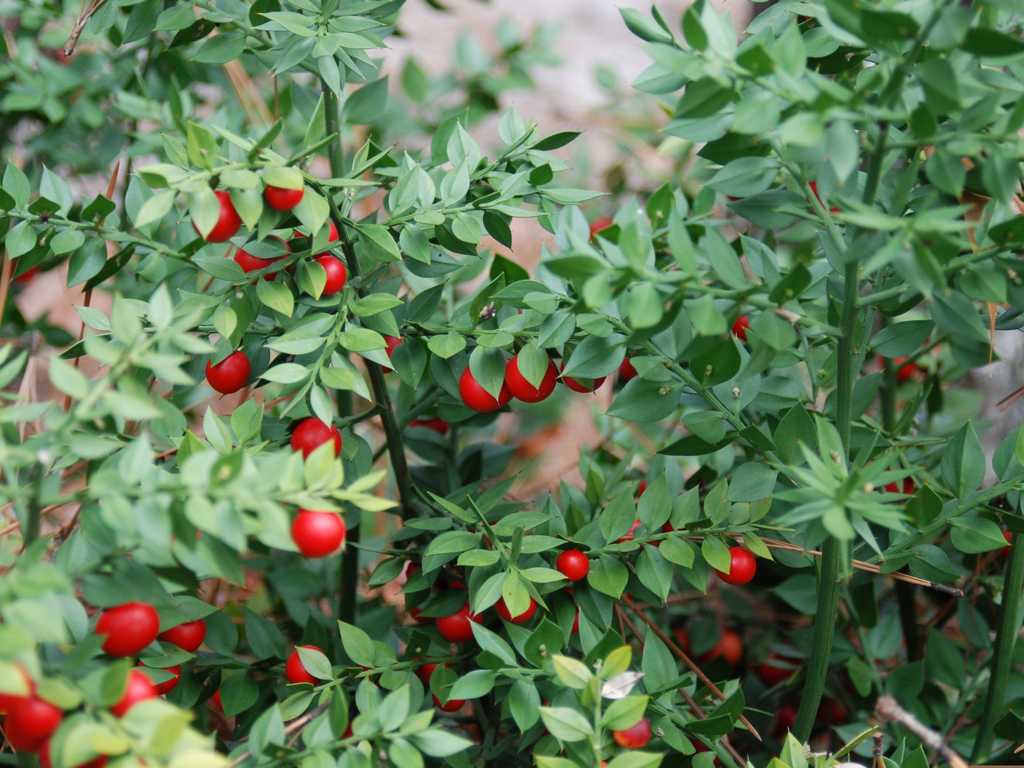 Pungitopo Che Natale Sarebbe Senza Questa Pianta Dalle Rosse Bacche