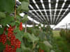 fotovoltaico biodiversità agricoltura