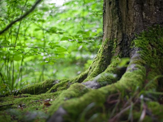 mitigazione-cambiamenti-climatici Mitigazione della crisi climatica