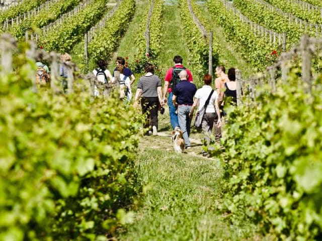 wine trekking in franciacorta